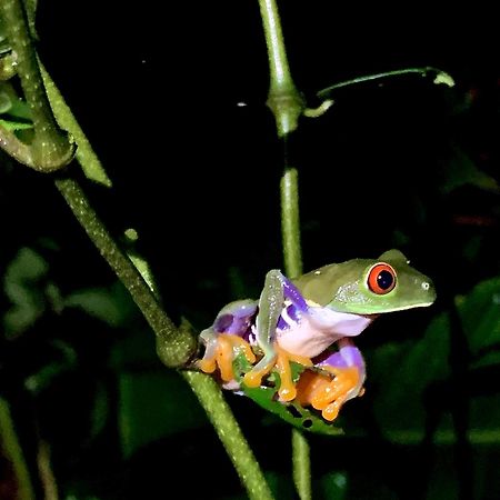 H Et L Daire Tortuguero Dış mekan fotoğraf