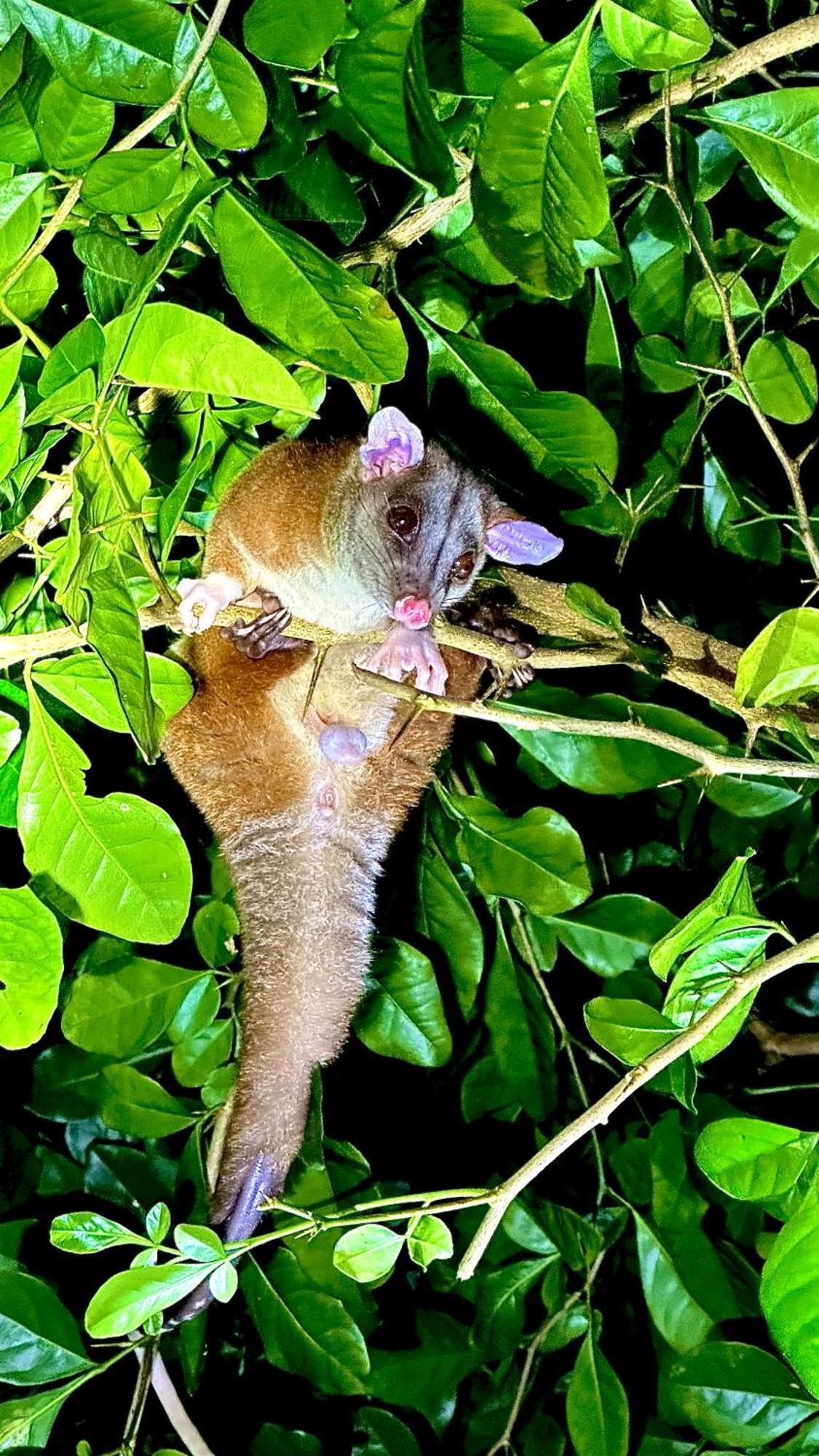 H Et L Daire Tortuguero Dış mekan fotoğraf