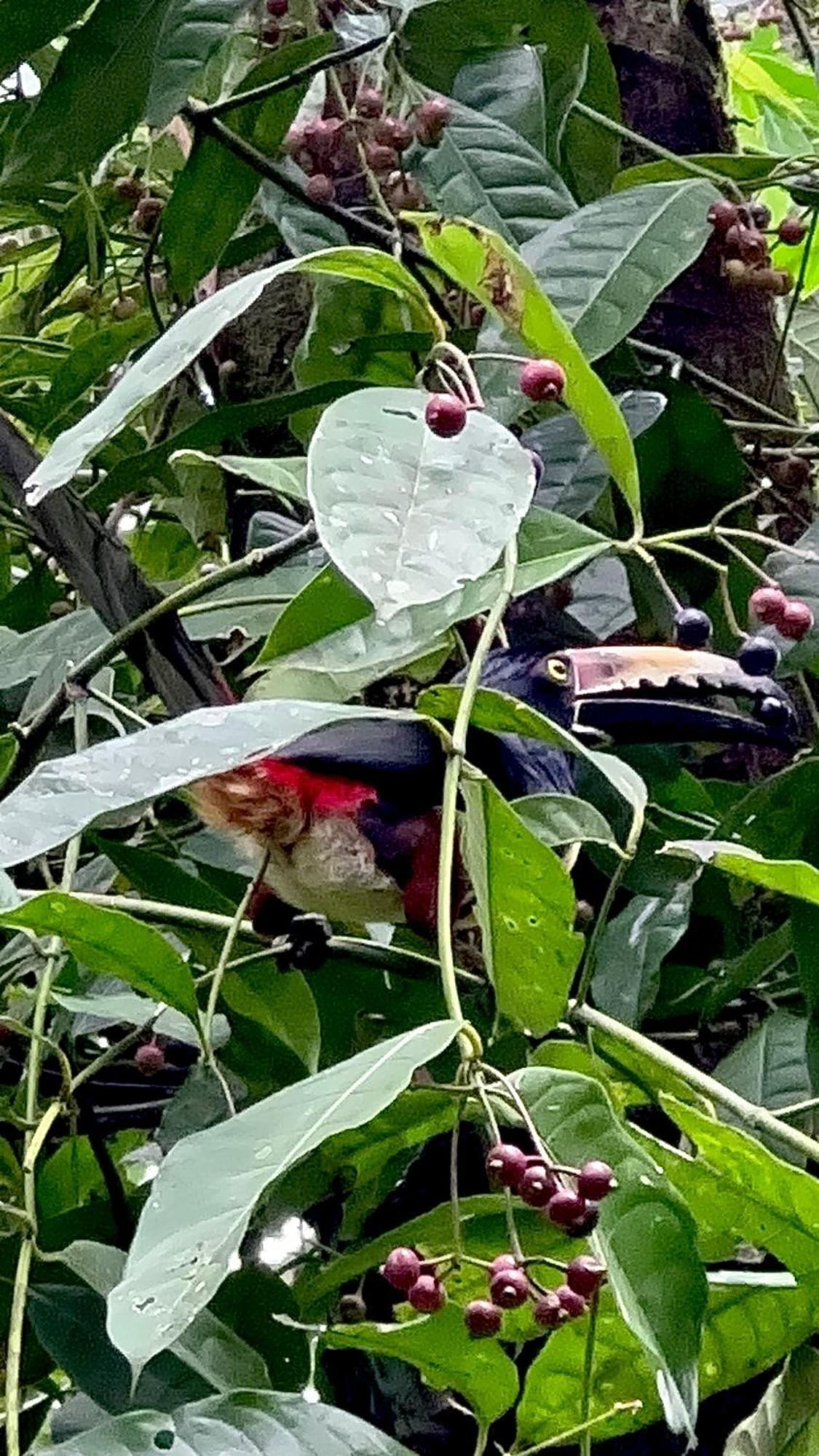 H Et L Daire Tortuguero Dış mekan fotoğraf