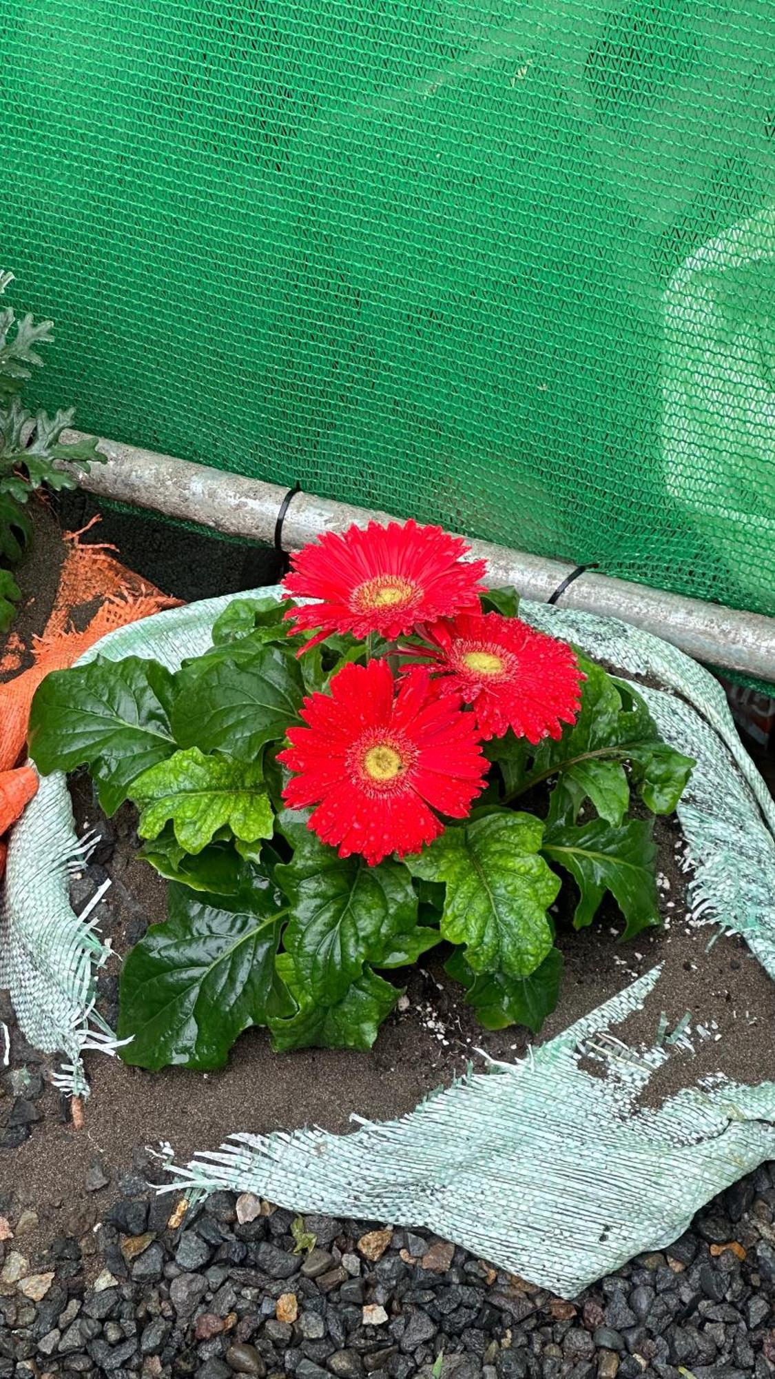 H Et L Daire Tortuguero Dış mekan fotoğraf